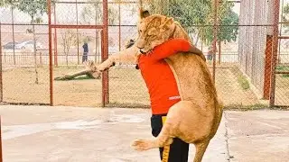 Siberian Tiger Bonny Shower And Lioness is Excited with Babber Sher |Asif Shero wala|
