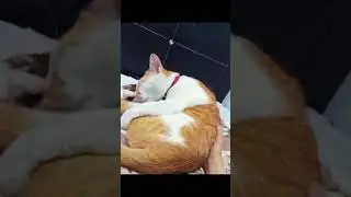 i love this fat ass meat..