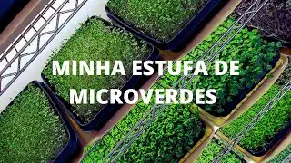 MINHA ESTUFA DE MICROVERDES E O NOVO LABORATÓRIO SANTOSHA