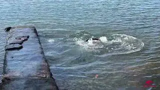 Young sea lions playing at the pier on Fernandina Island Gal&aacute;pagos Islands