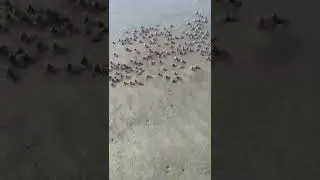 Soldier crabs of Hervey Bay!