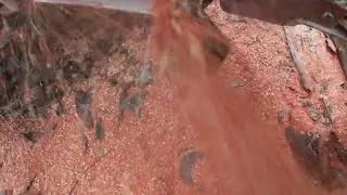 Nexus Tree Solutions - Stump removal