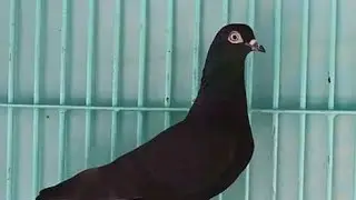 মুসালদম কবুতর বিক্রয় করব | Musaldom Kobutor