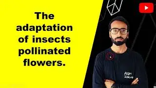 The adaptation of insects pollinated flowers| Asim zoologist 