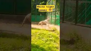 White tiger power 🐯 ll #tiger #animals #ytshorts #shorts #youtubeshorts