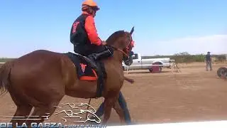 EL HERMES VS EL CATRIN VS LA GATA 300 YDS CARRIL CUARTO DE MILLA CLINT TEXAS 3 DE JUNIO DLE 2018