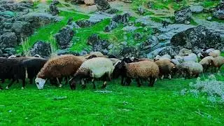 Village lifestyle in Iran. Living with a nomadic family. #villagelife #travel #nomadicfamily 