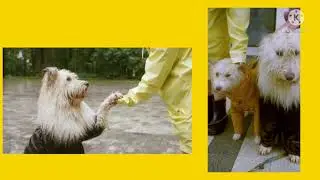 This Funny & Cute Pets Compilation Is Pure Bliss..Anchor TV