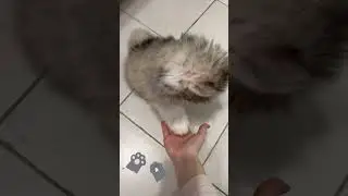 Давай дружить? #помски #хаски #минихаски #шпиц #щенок #baby #cute #pomsky #shorts #smalldog