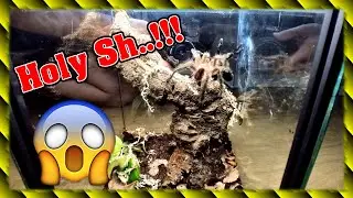 Ybyrapora diversipes Verpaarung | Was geht denn da ab?! 😱
