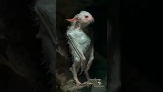 Creatures