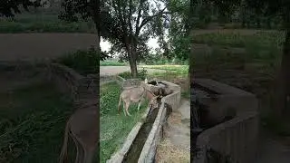 my beautiful village attock khurd in Pakistan#attock