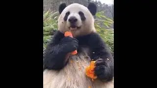 Панда кушает морковь 🥕 #shorts