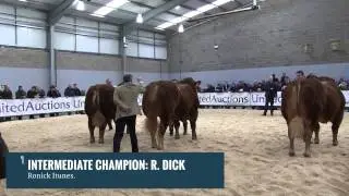 Stirling Bulls, February 2015: Limousin show and sale