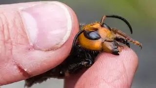 Murder hornets are worsening our planet's pollinator crisis