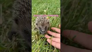 I found a cute friend! #bordercollie #cuteanimals #hedgehog #wildanimals #animals #animallovers