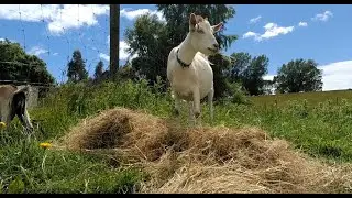 Goats on weeds | Regenerative Grass Fed Ranching @Justin Rhodes