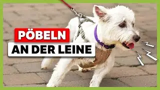 Unsicher nach Beißvorfall: Luna pöbelt bei Hundebegegnungen an der Leine