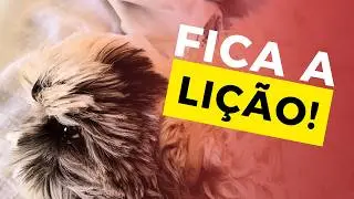🚨Quase foi TARDE Demais para SALVAR meu Shih Tzu…