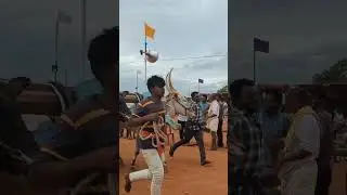 bullock cart Race bulls