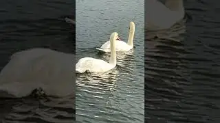Mute Swan Pair Swimming On Lake In Slow Mo #birds #avian #nature