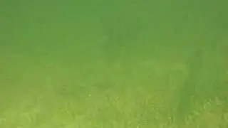 Danger Charters - Key West Snorkeling with Nurse Shark