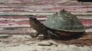 Indian roofed turtle 🐢
