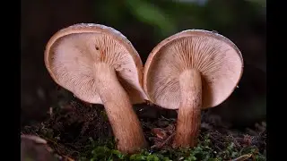 Using Zerenestacker to make the best focus stacked mushroom photos