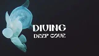 Diving Deep Cove, BC | Nudibranchs !