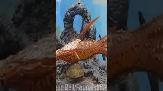 As&iacute; eran los Acorazados peces Pteraspis🐟😮 #youtubeshorts #curiosidades#sabiasque #datos #shorst