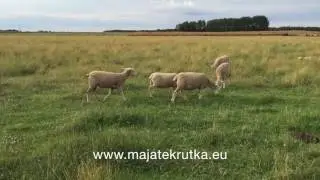 Owce uhruskie