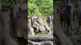 Baby Elephant Begs Humans to Save Its Mom #animlas #wildlife #love #help