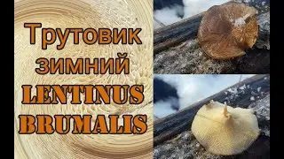 Трутовик зимний  Polyporus brumalis Видео определитель Свойства Применение