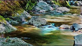 Sonoma County - Red-Bellied Newt Hike