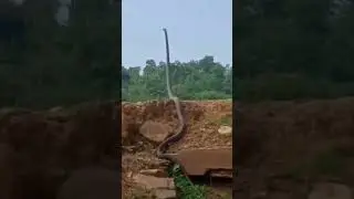 Rắn Hổ M&acirc;y khổng lồ bắt chim