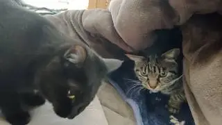 猫草事件😸
