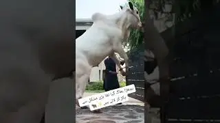 very dangerous bull #bull #shortvideo  #shortsfeed #shorts