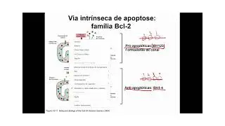 Como a fam&iacute;lia de prote&iacute;nas Bcl2 atuam na via intr&iacute;nseca da apoptose?