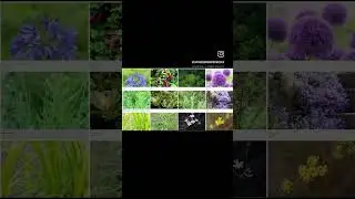 Planting plant #landscapespecialist #landscapeprojects #landscapeideas #softscape