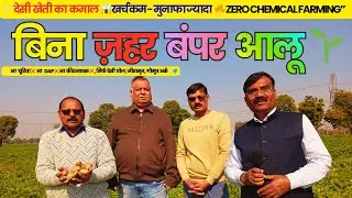 आलू की Zero Chemical खेती 😱 | बिना खाद–दवा मोटे-मोटे आलू 🥔 | प्राकृतिक खेती मॉडल 💥 | Double Profit 💰