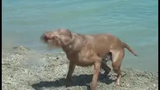 A doggy summer - A kutyák is szeretik a strandot