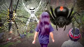 Hunting Top Unique Spider in Around Us !! Catch Giant Golden Spider and Catch Insects with My Kids