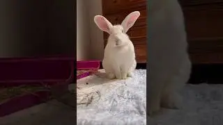 I conigli non sono giocattoli e non si regalano, sono animali delicati ed impegnativi #coniglio