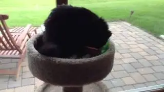 Pyewacket's 6th Birthday