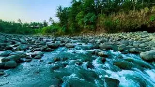 Peaceful River Flow in Forest for Focus, Relaxation and Inner Peace