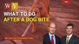 Tampa Dog Bite Lawyer - Winters & Yonker, P.A.