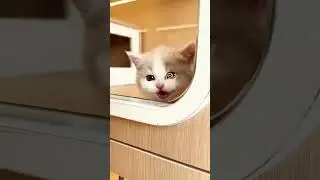 Normal Meow vs Dramatic Meow #cat #catlovers #pets