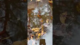 Сильный дождь #дождь #погода #шторм