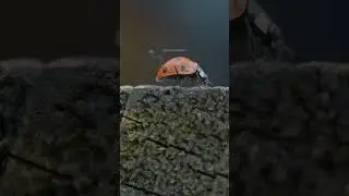 Insect Ladybug Beetle #Nature #Wildlife #Insect #Bug #Ladybug #Beetle #VildKast HA95006