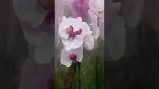 Цветы в Окее